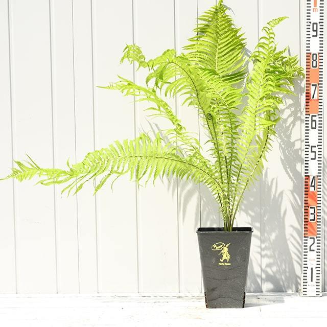 コゴミ 苗 【コゴミ 大株】 プラスチック鉢植え : 苗木の専門店