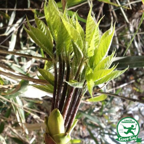 コシアブラ 苗 山菜 コシアブラ 約1 0m 根巻き苗 大株 Tn10 002n999 01 苗木の専門店 グリーンでgo 通販 Yahoo ショッピング