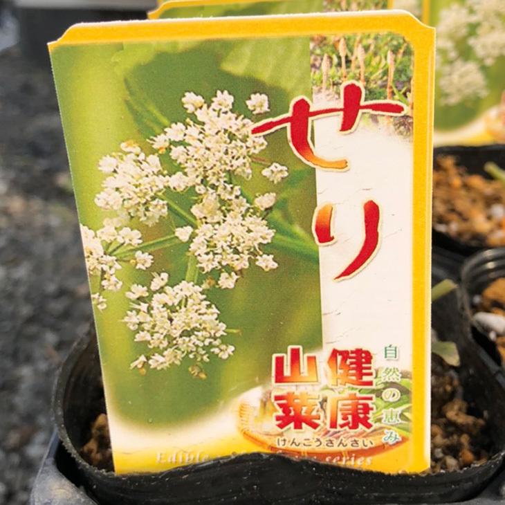 セリ 苗 【山菜 せり】 4号ポット苗 : 苗木の専門店 グリーンでGO