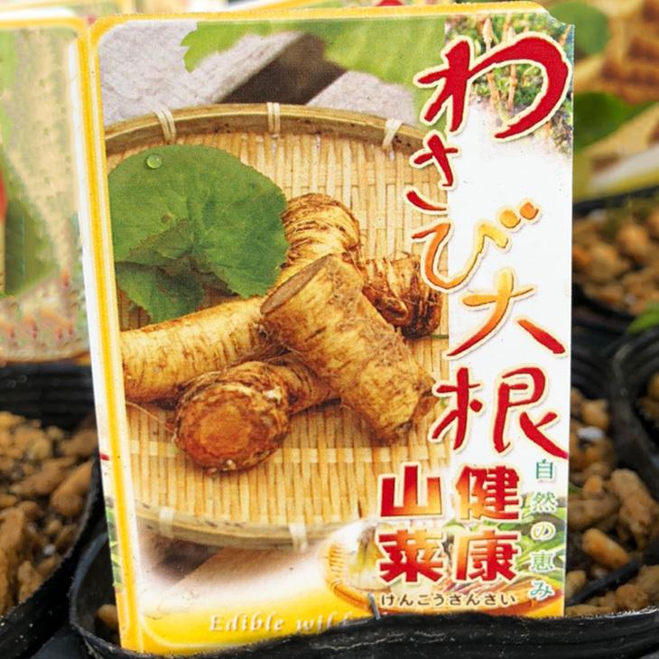 ワサビ 苗 【山菜 わさび大根】 4号ポット苗 : 苗木の専門店 グリーン