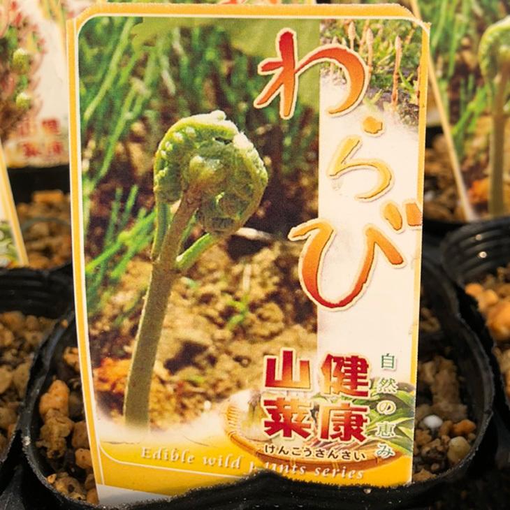 ワラビ 苗 【山菜 わらび】 4号ポット苗 : 苗木の専門店 グリーンでGO