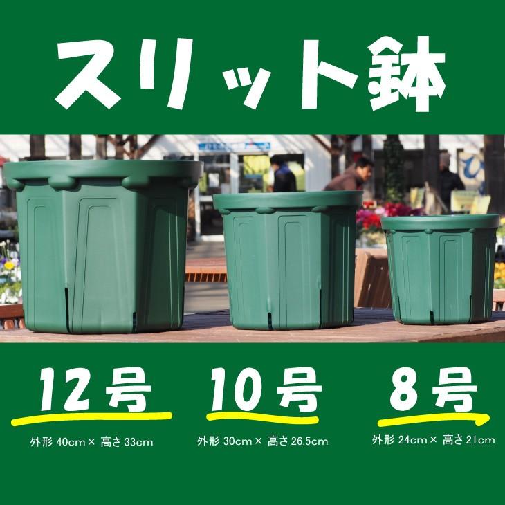 鉢 【スリット鉢 8号 （モスグリーン色）】 [外形24cm×高さ21cm