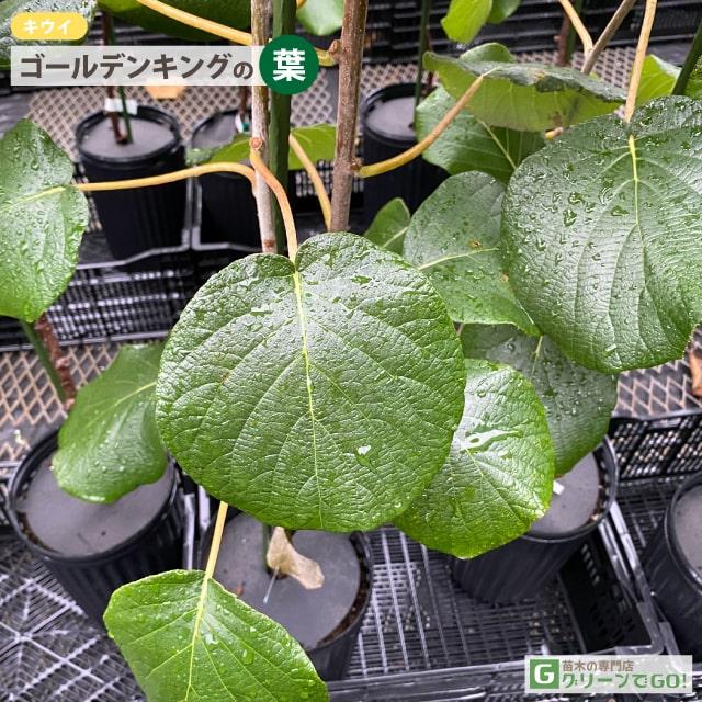 キウイ 苗木 【キウイ2品種 受粉相性OKセット ゴールデンキング × 早雄