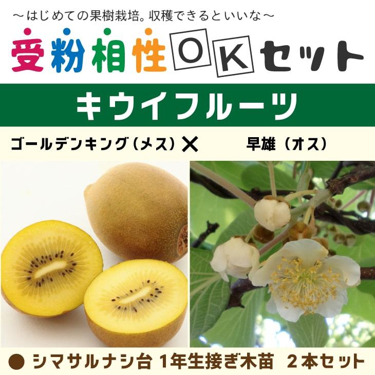ゴールデンキングキウイ　苗木　大株 キウイ 苗木 【キウイ2品種 受粉相性OKセット ゴールデンキング × 早雄
