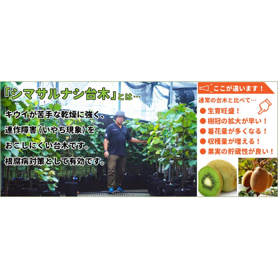 キウイ 苗木 【キウイ2品種 受粉相性OKセット ゴールデンキング × 早雄