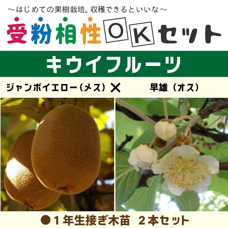 専用ページ(レッドキウイオスとジャンボイエローと香緑) Amazon.co.jp: キウイフルーツ苗木 ジャンボイエローと授粉用雄木