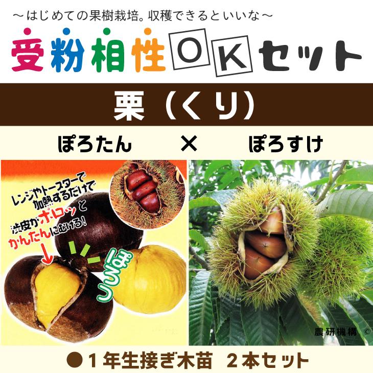 ◇送料無料◇ 栗 苗木 【栗2品種セット ぽろたん［登録品種］ × ぽろ 
