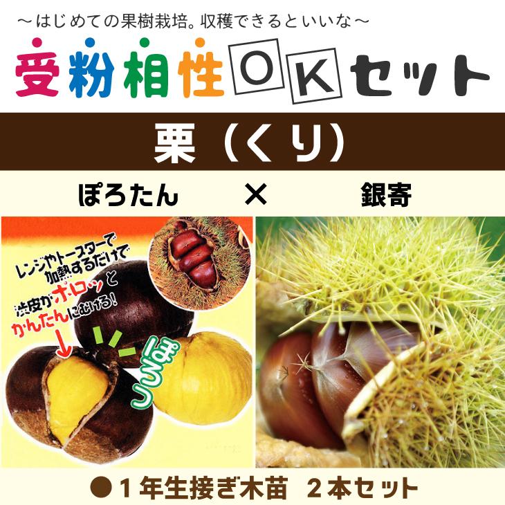 ◇送料無料◇ 栗 苗木 【栗2品種セット ぽろたん ［登録品種］ × 銀寄