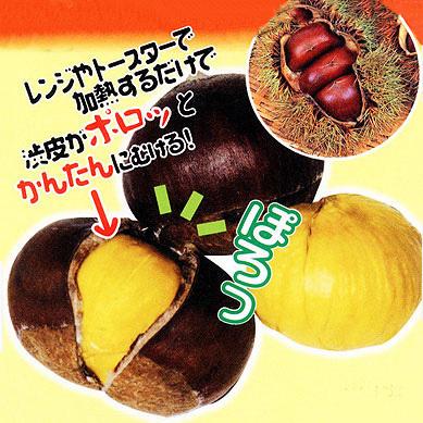 ◇送料無料◇ 栗 苗木 【栗2品種セット ぽろたん ［登録品種］ × 銀寄