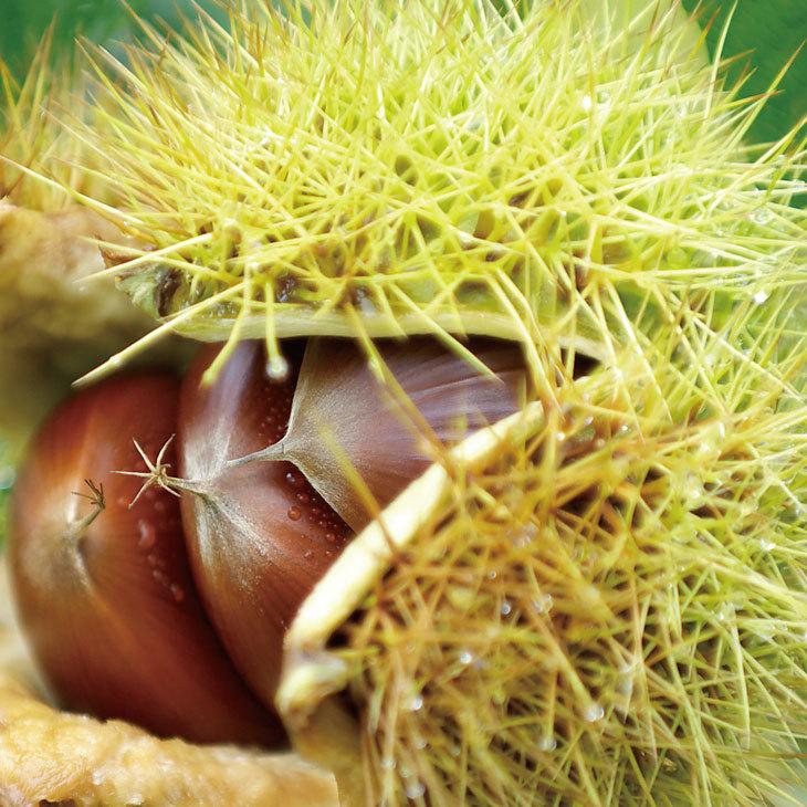 ◇送料無料◇ 栗 苗木 【栗2品種セット ぽろたん ［登録品種］ × 銀寄