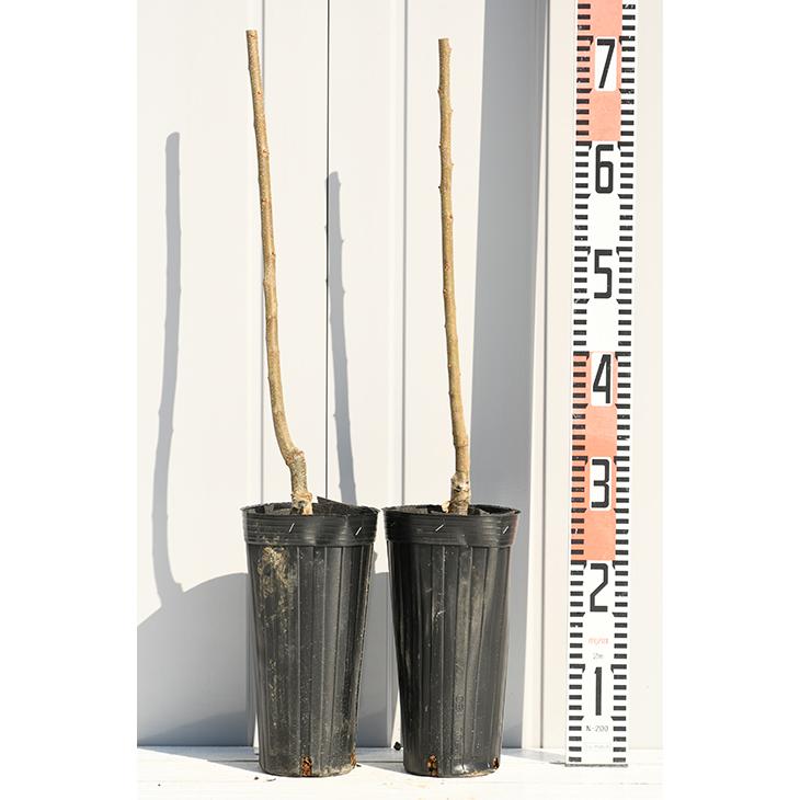 ◇送料無料◇ 栗 苗木 【栗2品種セット ぽろたん ［登録品種］ × 銀寄