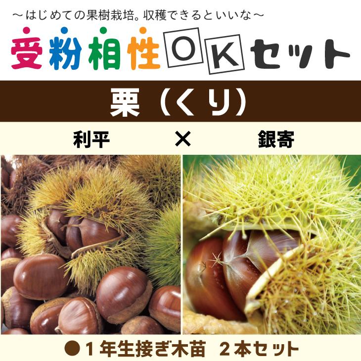 栗 苗木 【栗2品種 受粉相性OKセット 利平 × 銀寄】 1年生 接ぎ木苗 ×2本セット :tnjs-011t001-01:苗木の専門店  グリーンでGO! - 通販 - Yahoo!ショッピング