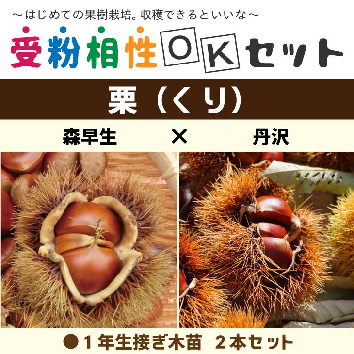 栗 苗木 【栗2品種 受粉相性OKセット 森早生 × 丹沢】 1年生 接ぎ木苗 