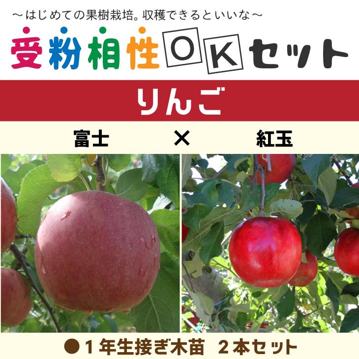りんご 苗木 【りんご2品種 受粉相性OKセット 富士 × 紅玉】 1年生