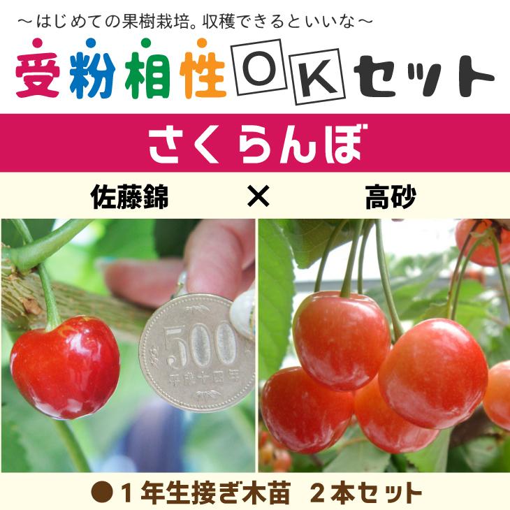 ◆送料無料◆ さくらんぼ 苗木 【さくらんぼ2品種セット 佐藤錦 × 高砂】 1年生 接ぎ木苗 ×2本 ニーム小袋付き 北海道・沖縄は送料無料適用外｜hanahiroba