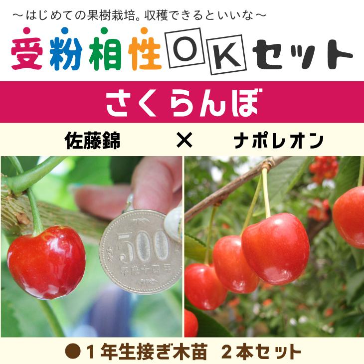 さくらんぼ苗木　ナポレオン　受粉木に最適です。2メートル　りんご小苗 セット さくらんぼ苗木 ナポレオン 受粉木に最適です。2メートル りんご小苗