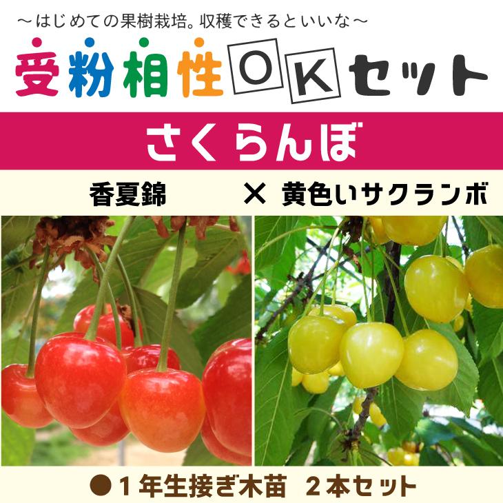 さくらんぼ 苗 【さくらんぼ2品種 受粉相性OKセット 香夏錦 × 黄色い