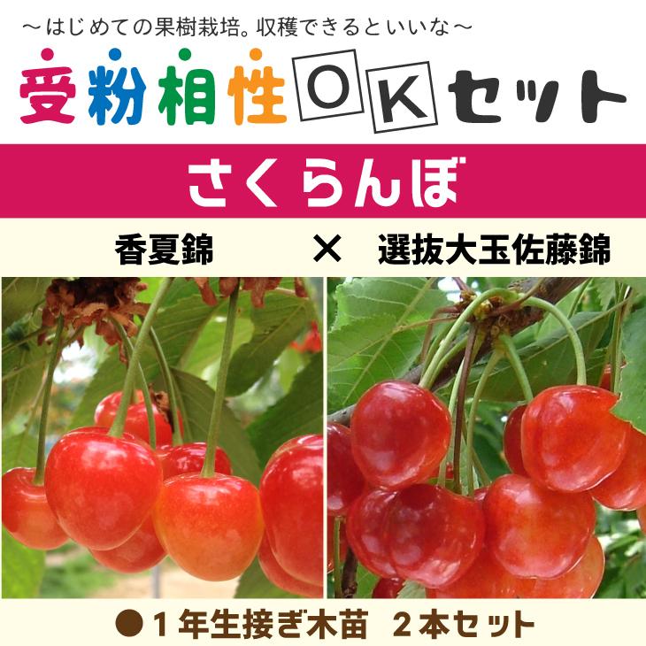 ◇送料無料◇ さくらんぼ 苗 【さくらんぼ2品種セット 香夏錦 × 選抜大玉佐藤錦】 1年生 接木苗 ×2本 ニーム小袋付き 北海道・沖縄は 送料無料適用外 :tnjs-025t001-01-sm:苗木の専門店 グリーンでGO! - 通販 - Yahoo!ショッピング ◇送料無料◇ さくらんぼ 苗 【さくらんぼ2品種セット 香夏錦 × 選抜大玉佐藤錦】 1年生 接木苗 ×2本 ニーム小袋付き 北海道・沖縄は 送料無料適用外 :tnjs-025t001-01-sm:苗木の専門店 グリーンでGO! - 通販 - Yahoo!ショッピング