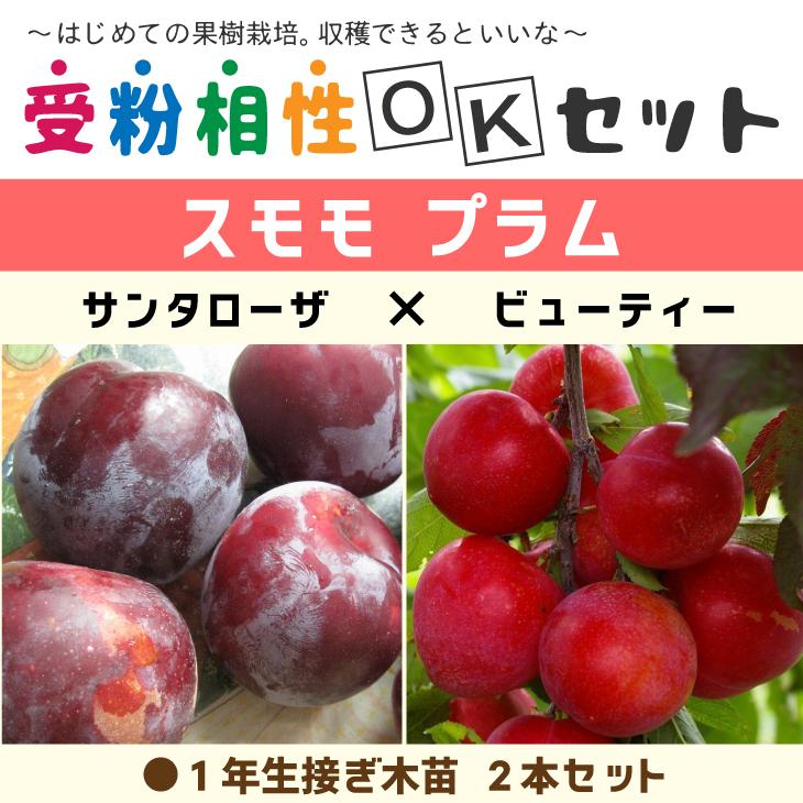 サントロザプラムと太陽プラムの苗木セット サントロザプラムと太陽プラムの苗木セット - メルカリ