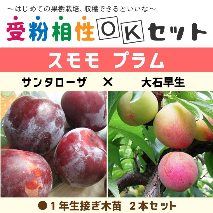 スモモプラム 苗 【2品種 受粉相性OKセット サンタローザ × 大石早生