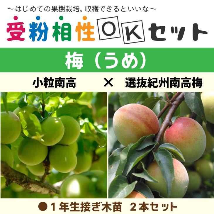 ◆送料無料◆ 梅 苗木  【梅2品種セット 小粒南高 × 選抜紀州南高梅】 1年生 接ぎ木苗 ×2本 ニーム小袋付き 北海道・沖縄は送料無料適用外｜hanahiroba