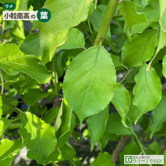 梅 苗木 【梅2品種 受粉相性OKセット 小粒南高 × 選抜紀州南高梅】 1