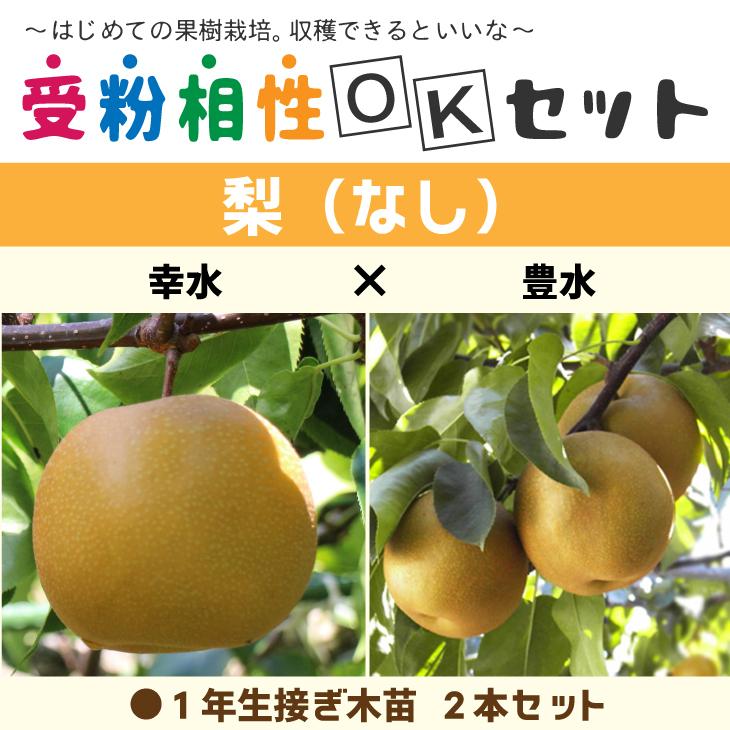 梨　苗木2本セット　果樹苗 楽天市場】梨 苗木 【豊水】 2年生接木苗 スリット鉢植え □限定販売