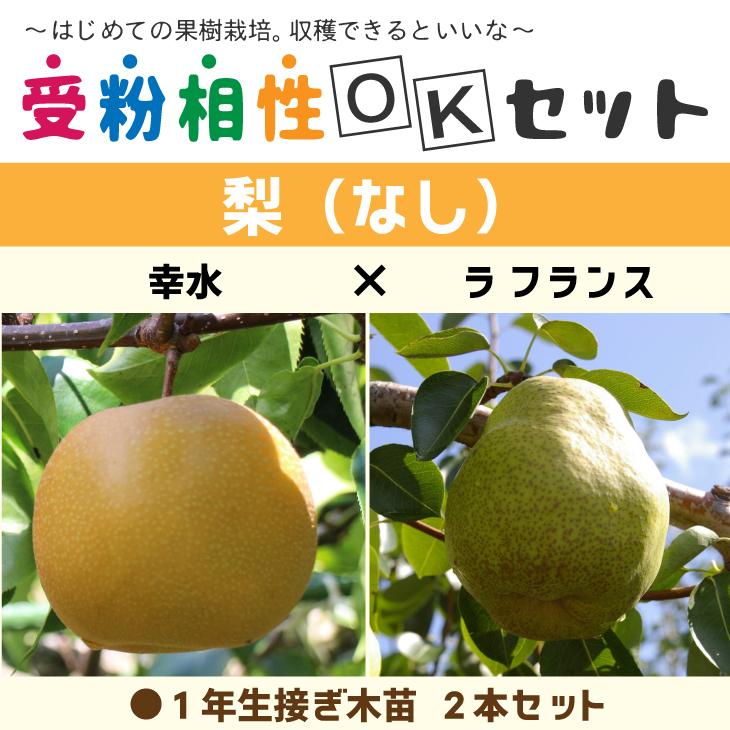 梨 苗木 【梨2品種 受粉相性OKセット 幸水 × ラ フランス】 1年生 