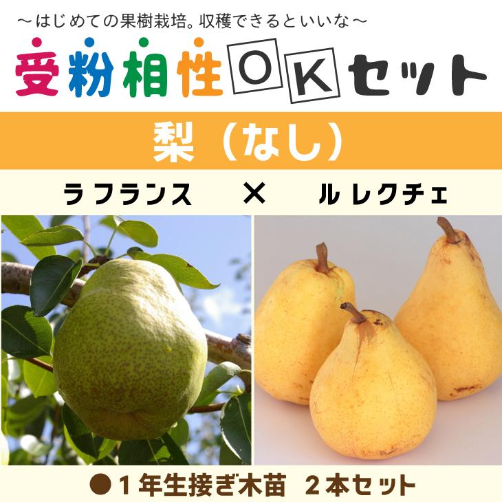 ラ・フランス　ル・レクチェ果樹苗木 2本セット 梨 苗木 【梨2品種 受粉相性OKセット ラ フランス × ル レクチェ】 1