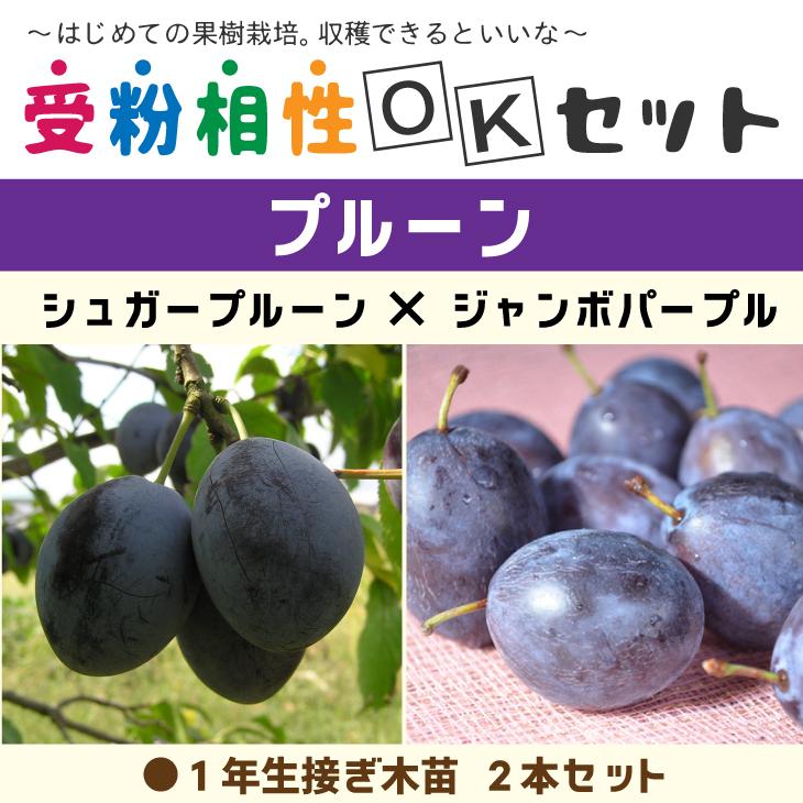 今なら 有機液肥オーガニック550ml 1本 付き プルーン 苗 2品種 受粉相性okセット シュガープルーン ジャンボパープル 1年生接木苗 2本セット Tnjs 048t001 01 苗木の専門店 グリーンでgo 通販 Yahoo ショッピング