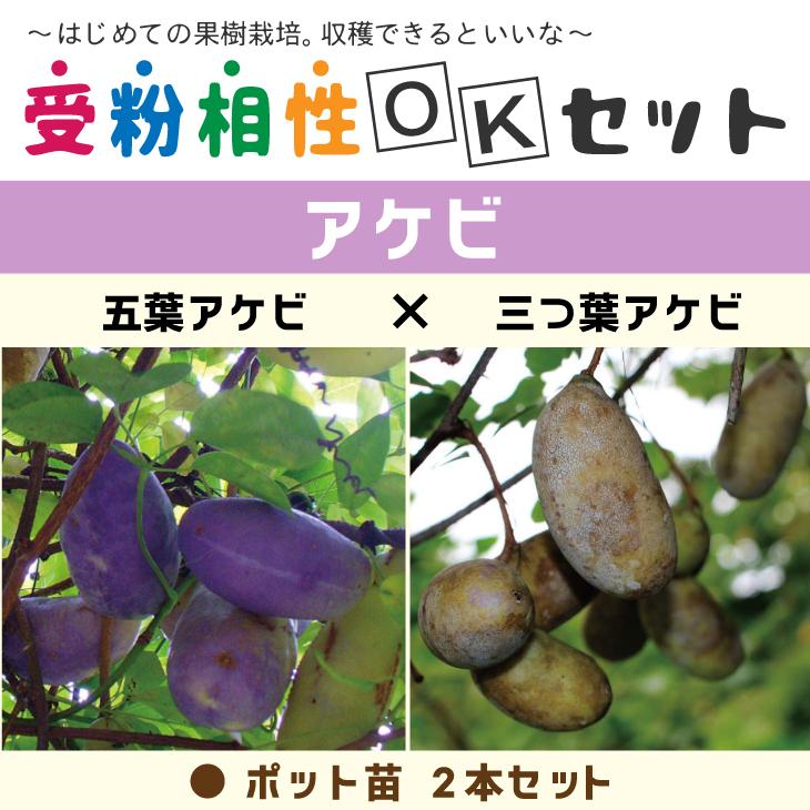 ◇送料無料◇ アケビ 苗 【アケビ2品種セット 五葉アケビ × 三つ葉