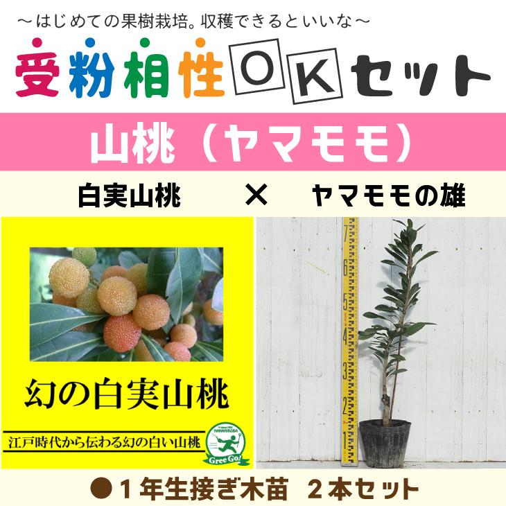 ヤマモモ 苗 ヤマモモ2品種 受粉相性okセット 白実山桃 ヤマモモの雄 1年生 接ぎ木苗 2本セット Tnjs 056t001 01 苗木の専門店 グリーンでgo 通販 Yahoo ショッピング