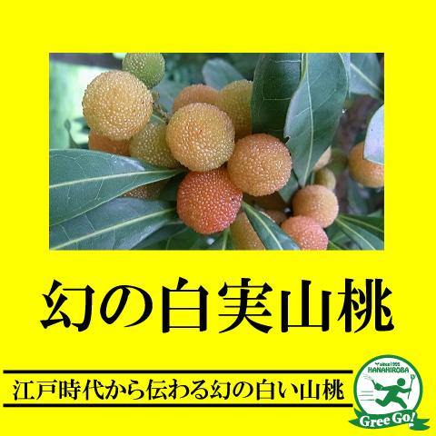 DIA 。ヤマモモ　２キロ　 宮崎県産 ヤマモモ 苗 【ヤマモモ2品種 受粉相性OKセット 白実山桃
