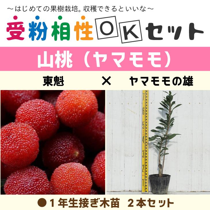 ヤマモモ 苗 【ヤマモモ2品種 受粉相性OKセット 東魁 × ヤマモモの雄