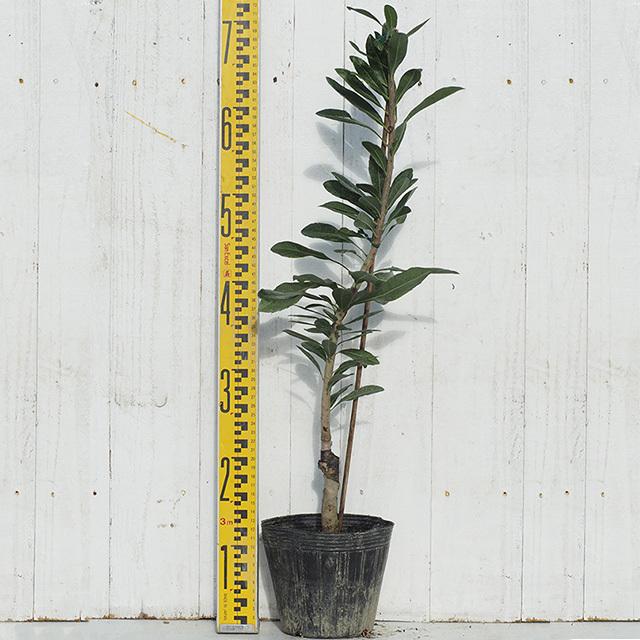 ヤマモモ 苗 【ヤマモモ2品種 受粉相性OKセット 東魁 × ヤマモモの雄