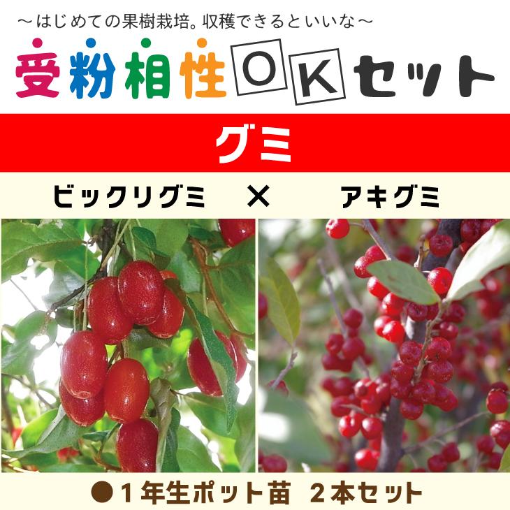 グミ 苗木 グミ2品種 受粉相性okセット ビックリグミ アキグミ 1年生 ポット苗 2本セット Tnjs 061n001 01 苗木の専門店 グリーンでgo 通販 Yahoo ショッピング