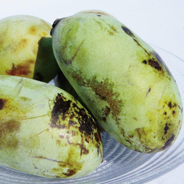 ポポー 苗木 【ポポー2品種 受粉相性OKセット マンゴー × NC-1