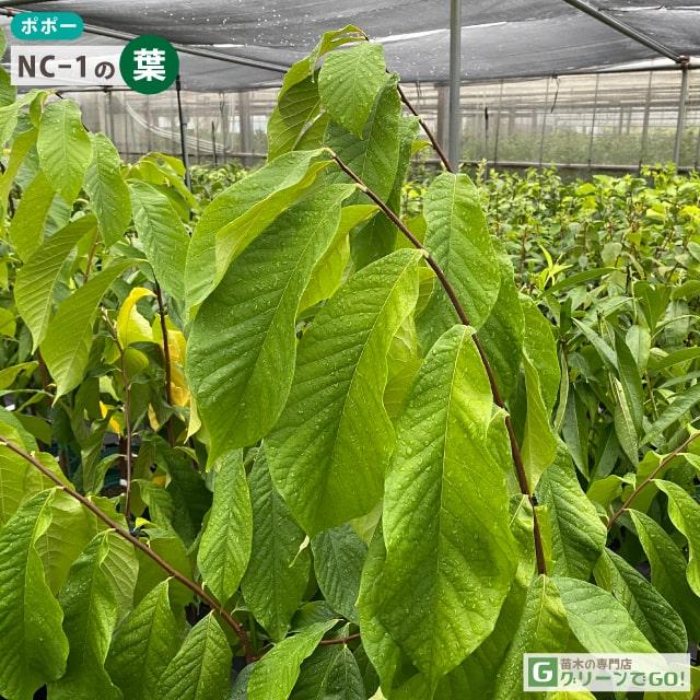 ポポー 接木苗 マンゴー ペンシルバニア 2品種 布ポット植え ポポー 接木苗 マンゴー ペンシルバニア 2品種 布ポット植え