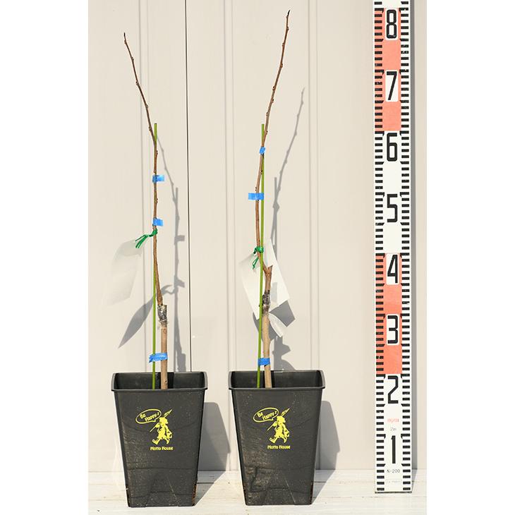 ポポー 苗木 【ポポー2品種 受粉相性OKセット マンゴー × サスケハナ