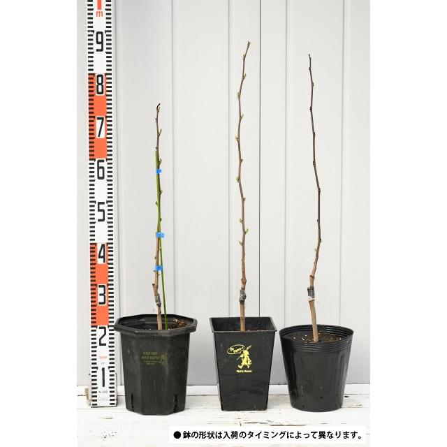 ポポー 接木苗 マンゴー ペンシルバニア 2品種 布ポット植え ポポー 接木苗 マンゴー ペンシルバニア 2品種 布ポット植え