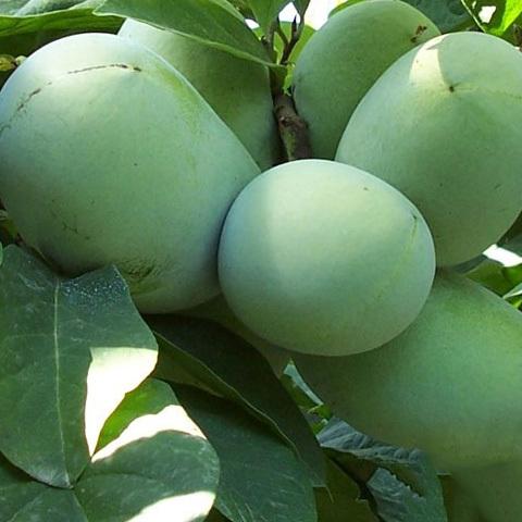 ポポー 接木苗 マンゴー ペンシルバニア 2品種 布ポット植え Amazon.co.jp: ポポー2年生接木苗/5号ポット苗(品種:マンゴー