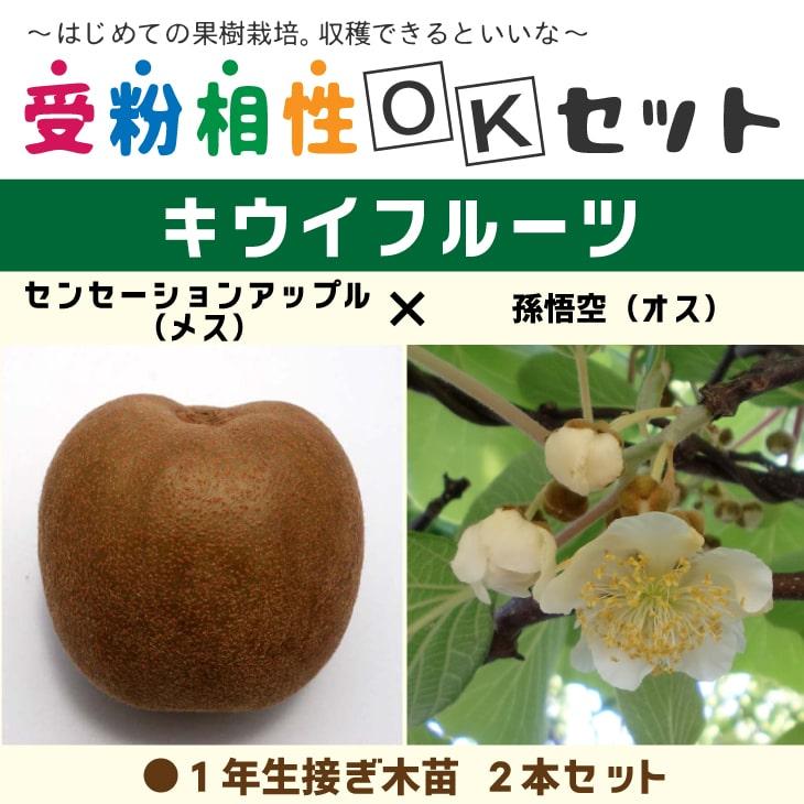 5周年記念イベントが 送料無料 キウイ 苗木 キウイ2品種セット センセーションアップル 孫悟空 1年生 接ぎ木苗 2本 ニーム小袋付き 北海道 沖縄は送料無料適用外