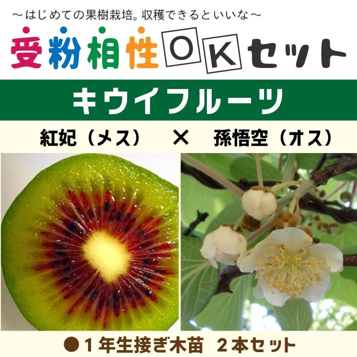 キウイ 苗木 【キウイ2品種 受粉相性OKセット 紅妃 × 孫悟空】 1年生