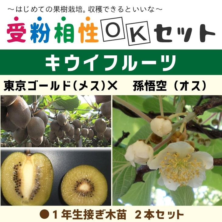 ジダン2キウイ ゴールデンキウイ、孫悟空 香緑セット キウイ 苗木