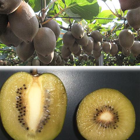 ◇送料無料◇ キウイ 苗木 【キウイ2品種セット 東京ゴールド ［登録