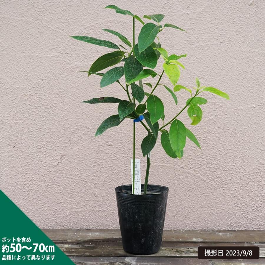 エッティンガー種 アボカド Bタイプ 1年生 接木 苗木 : 苗木部