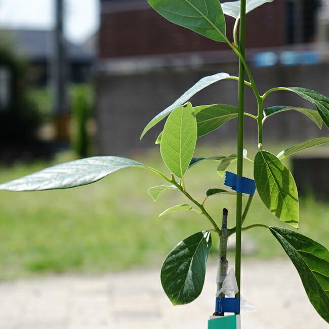 ハス種 アボカド Aタイプ 1年生 接木 苗木 : 苗木部 花ひろば