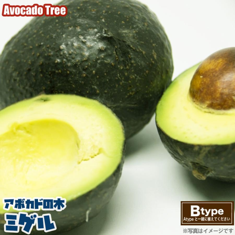 ミゲル種 アボカド Bタイプ 1年生 接木 苗木 Abokado Migeru 苗木部 花ひろばオンライン 通販 Yahoo ショッピング