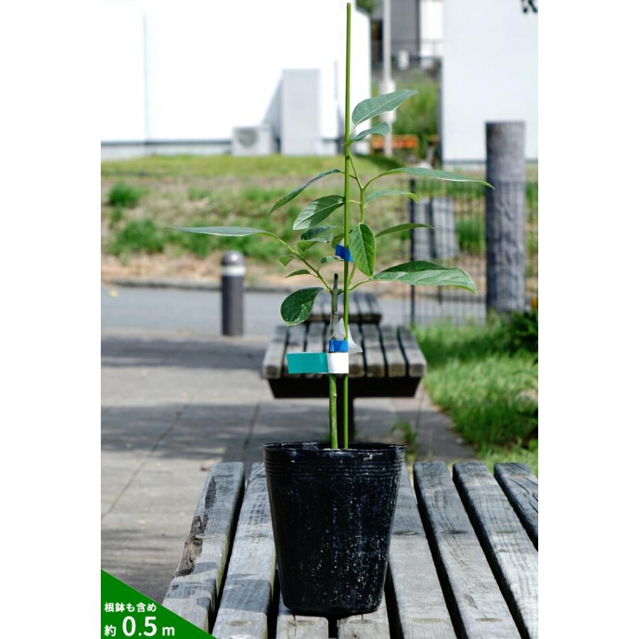 ミゲル種 アボカド Bタイプ 1年生 接木 苗木 : 苗木部 花ひろば
