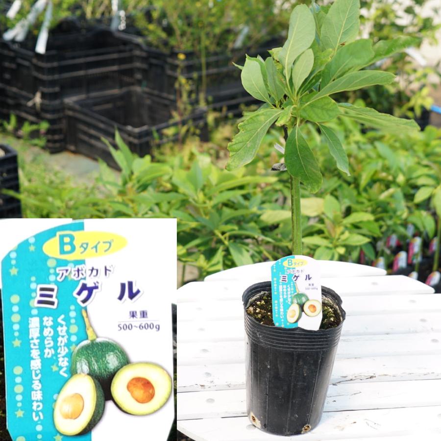 ミゲル種 アボカド Bタイプ 1年生 接木 苗木 : 苗木部 花ひろば